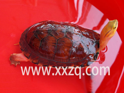 百色閉殼龜繁殖
