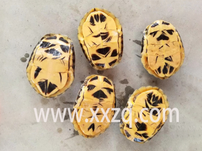 金頭閉殼龜繁殖